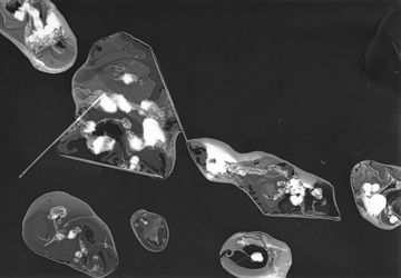 Photogramme « Gouttes en encre 2 » de Stéphanie Robert