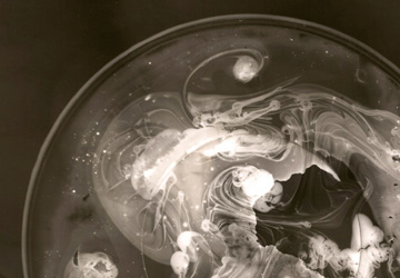 Photogramme « Lion, méduses, constellations » de Stéphanie Robert